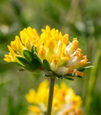 Úročník bolhoj - Anthyllis vulneraria - semena úročníku - 30 ks
