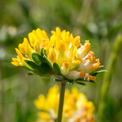 Úročník bolhoj - Anthyllis vulneraria - semena úročníku - 30 ks