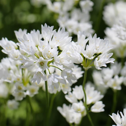 Česnek Zebdanense - Allium - cibule okrasného česneku - 3 ks