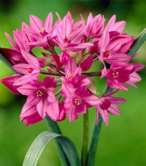 Česnek vysokohorský - Allium oreophillum - cibule okrasného česneku - 3 ks