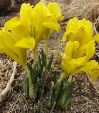 Kosatec síťkovaný Danforda - Iris reticulata - cibulky kosatce - 3 ks