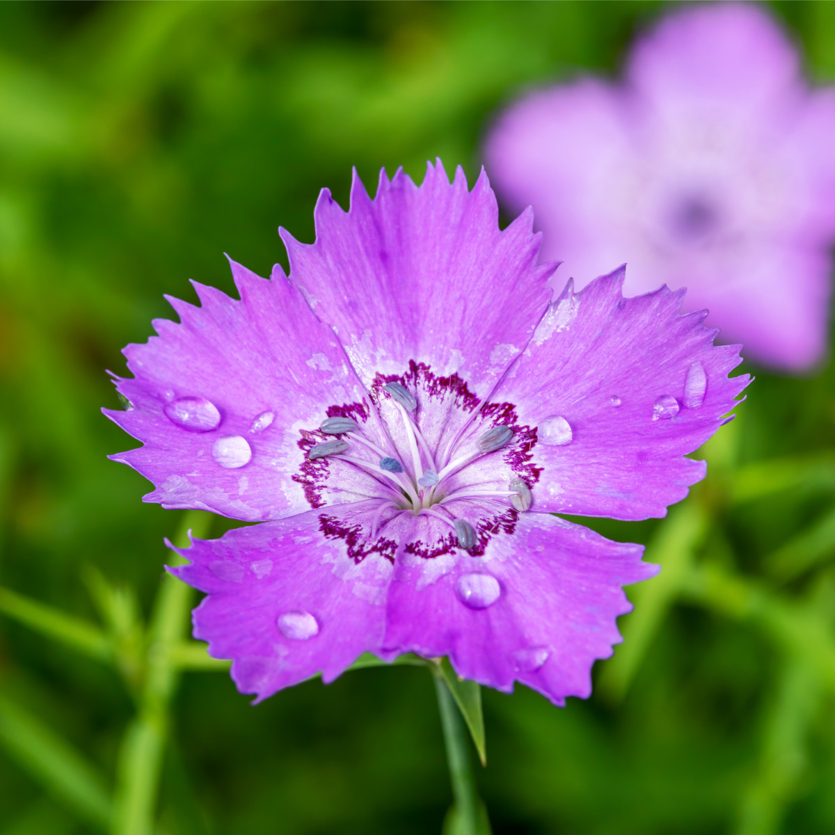 Hvozdík Sibiřský - Dianthus amurensis - semena hvozdíku - 100 ks