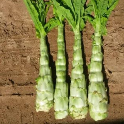 Povíjnice vodní - Špenát vodní - Ipomoea aquatic - semena povíjnice - 15 ks