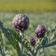 Artyčok kardový - Cynara cardunculus - semena artyčoku - 10 ks
