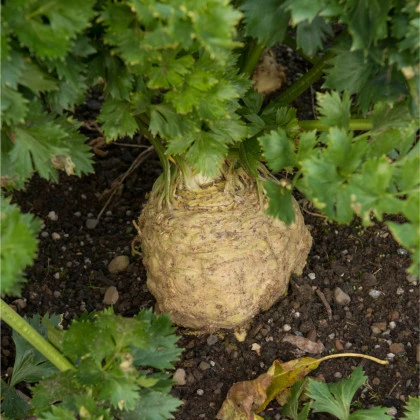 BIO Celer bulvový Princ - Apium graveolens - bio semena celeru - 20 ks