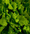 Hořčice Wasabina - Brassica juncea - semena hořčice - 120 ks