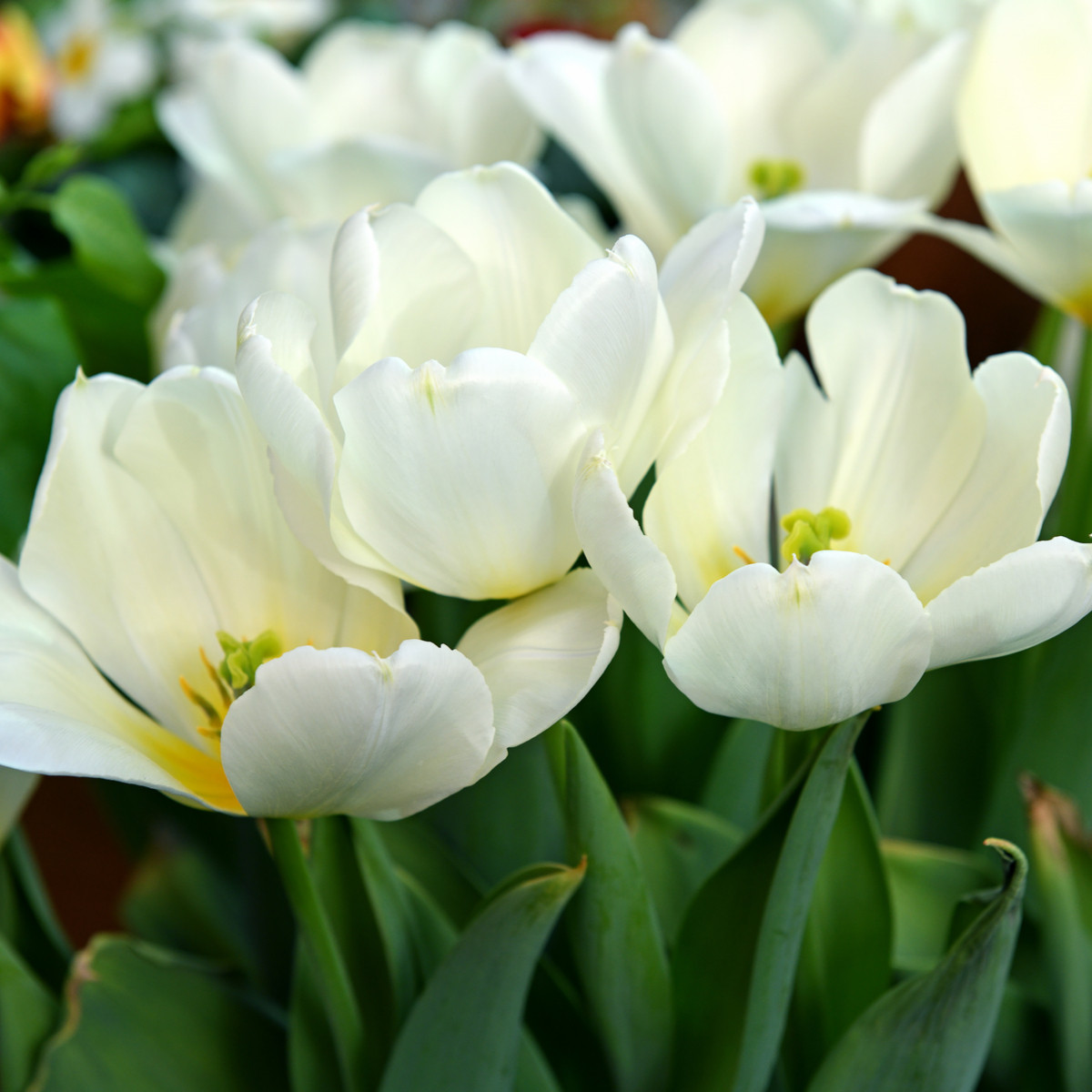 Tulipán White Purissima - Tulipa - cibule tulipánu - 3 ks