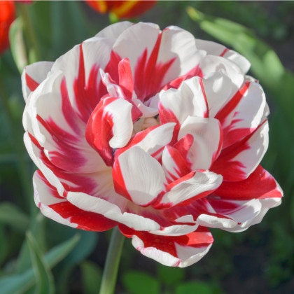 Tulipán Carnaval de Nice - Tulipa - cibule tulipánu - 3 ks