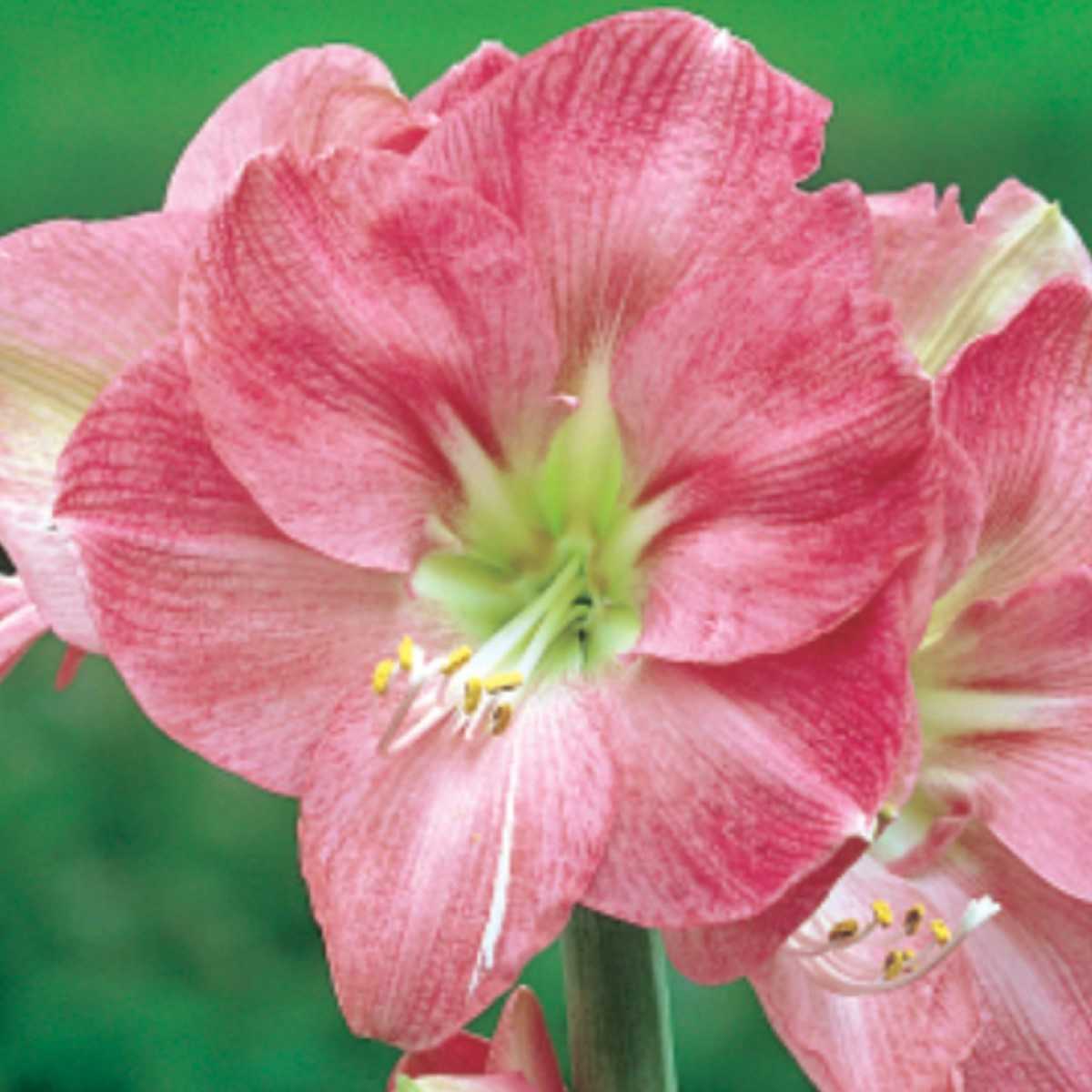 Hvězdník Susan - Hippeastrum - cibule hvězdníku - 1 ks