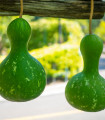 Tykev okrasná Indonesian Bottle - Cucurbita pepo - semena tykve - 8 ks