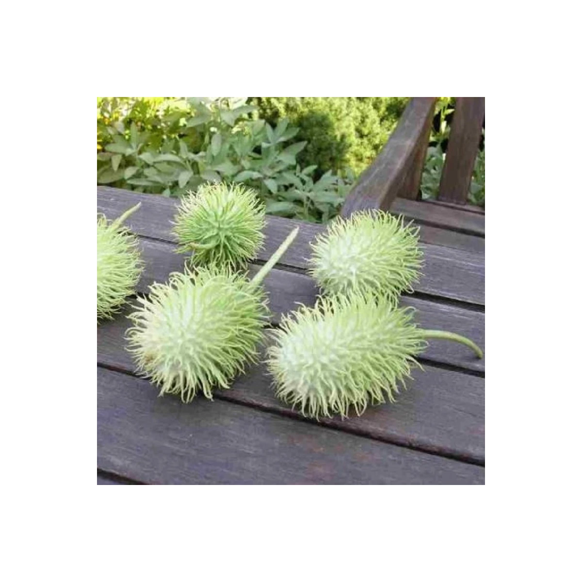 Okurka okrasná - Cucumis hirsutus - semena okurky - 6 ks