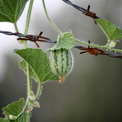 Okurka angreštová - Cucumis myriocarpus - semena okurky - 6 ks