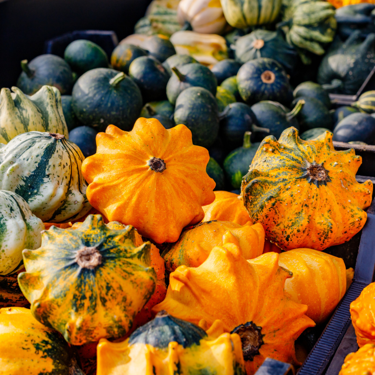 Tykvičky okrasné Koruna směs - Cucurbita pepo - semena tykve - 40 ks