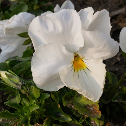 Maceška Schweizer Riesen Firnenschnee - Viola wittrockiana - semena macešky - 200 ks