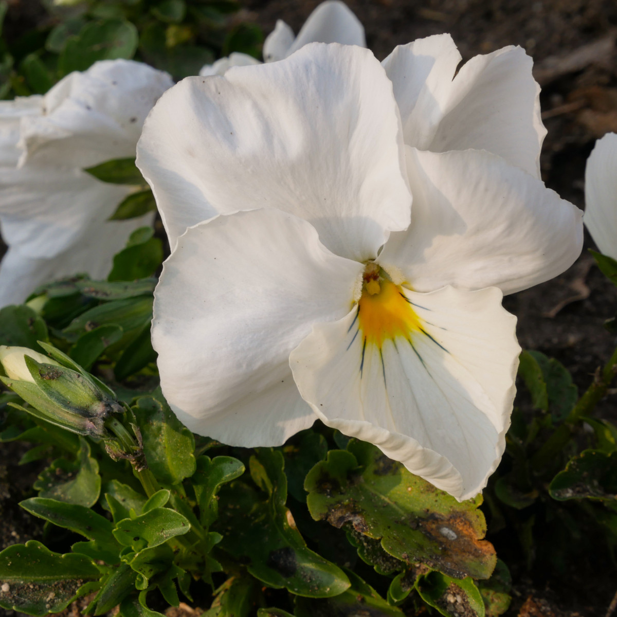 Maceška Schweizer Riesen Firnenschnee - Viola wittrockiana - semena macešky - 200 ks