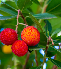 Jahodový strom - Planika obecná - Arbutus unedo - semena jahodového stromu - 5 ks