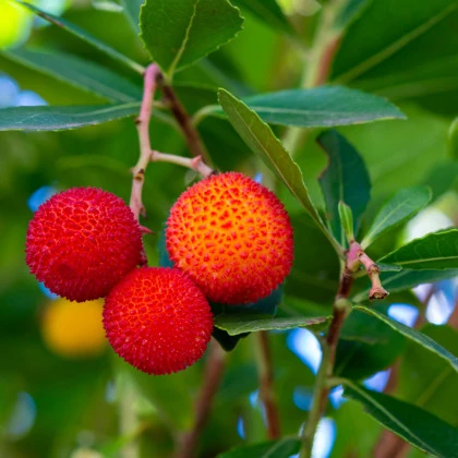 Jahodový strom - Planika obecná - Arbutus unedo - semena jahodového stromu - 5 ks