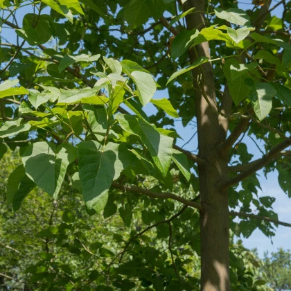 Paulovnie fortuneova - Paulownia fortunei - semena paulovnie - 15 ks