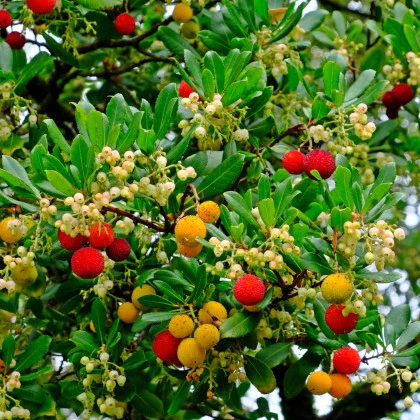 Jahodový strom - Planika obecná - Arbutus unedo - semena jahodového stromu - 5 ks