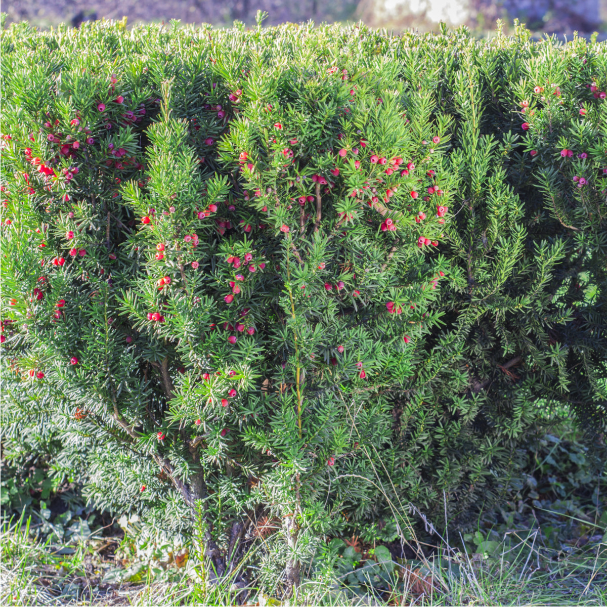 Cis pospolity – Taxus baccata – nasiona drzew iglastych