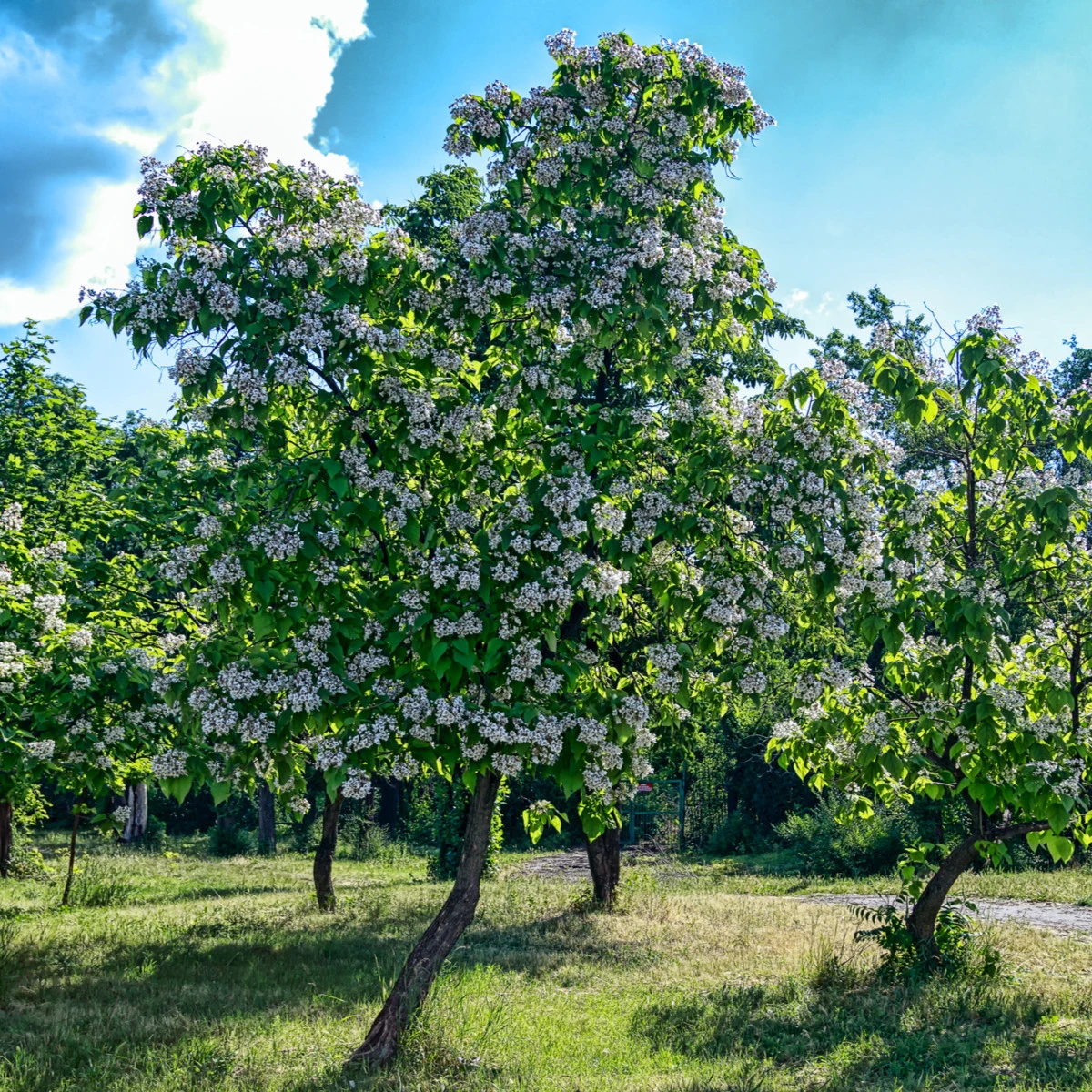 Katalpa trubačovitá - Catalpa bignonioides - semena katalpy - 8 ks