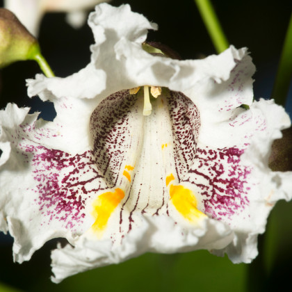 Katalpa severní - Catalpa speciosa - semena katalpy - 8 ks