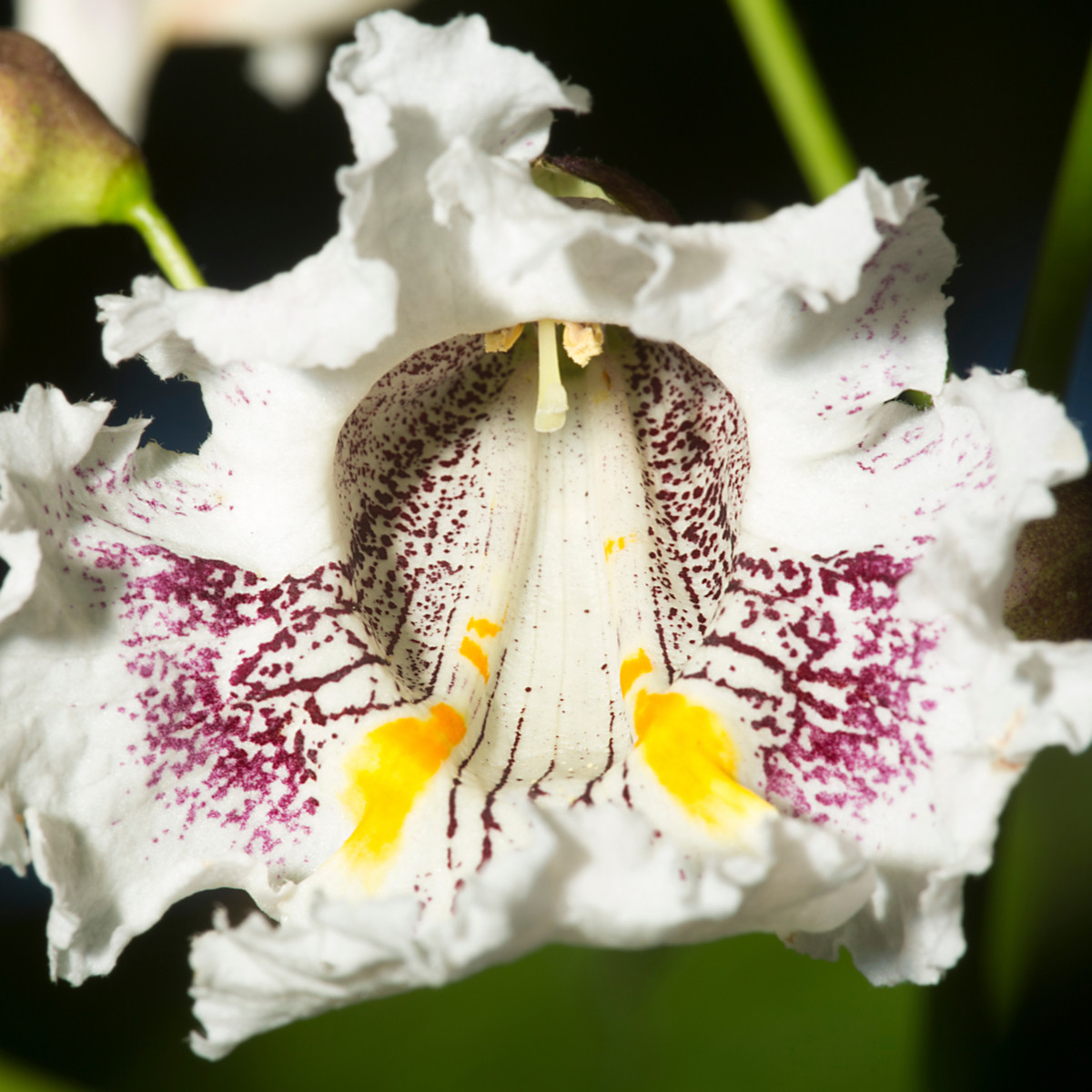 Katalpa severní - Catalpa speciosa - semena katalpy - 8 ks