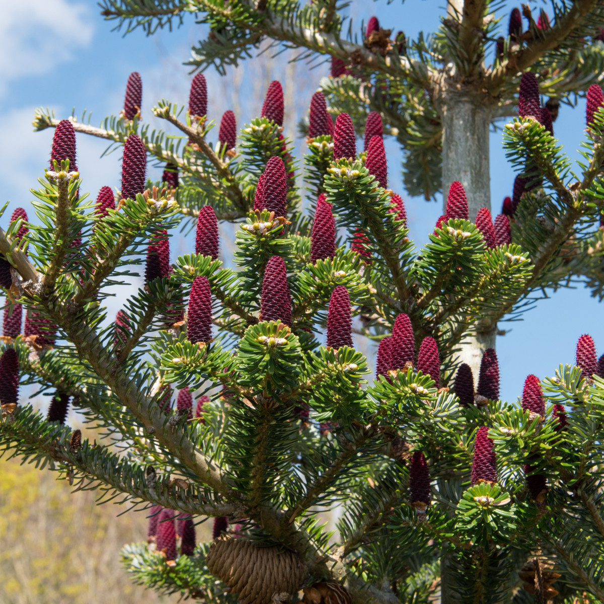 Jedle korejská - Abies koreana - semena jedle - 7 ks