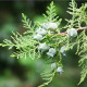 Tuje orientalne - Platycladus orientalis - nasiona tuji - 20 szt.