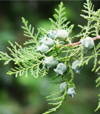 Tuje orientalne - Platycladus orientalis - nasiona tuji - 20 szt.
