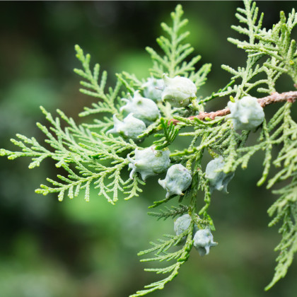 Túje orientální - Platycladus orientalis - semena túje - 10 ks