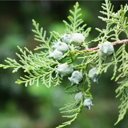 Tuje orientalne - Platycladus orientalis - nasiona tuji - 20 szt.