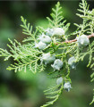 Tuje orientalne - Platycladus orientalis - nasiona tuji - 20 szt.