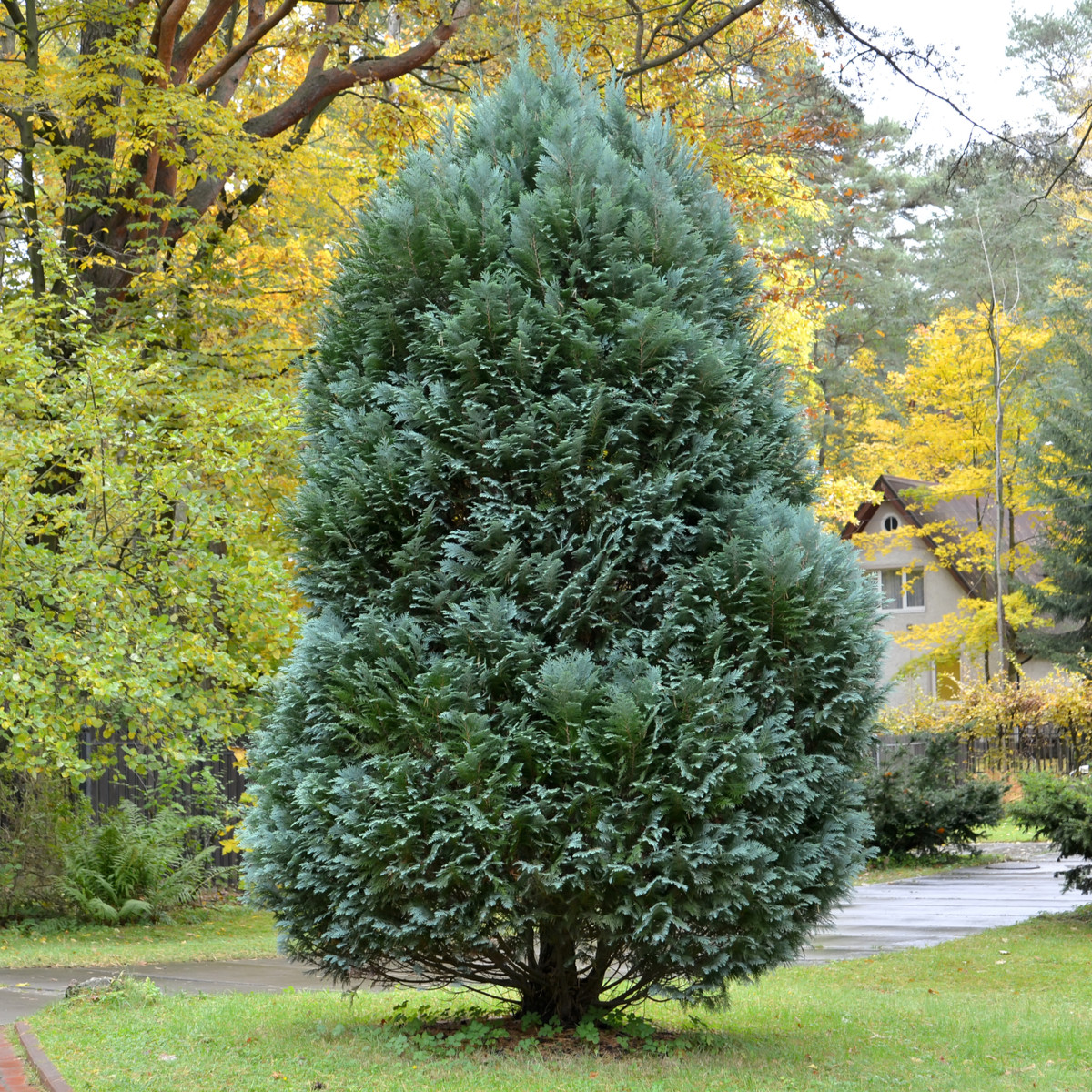 Túje orientální - Platycladus orientalis - semena túje - 10 ks
