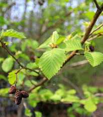 Olše lepkavá - Alnus glutinosa - semena olše - 8 ks