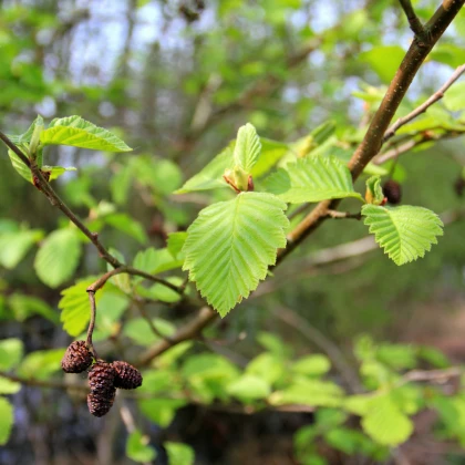 Olše lepkavá - Alnus glutinosa - semena olše - 8 ks