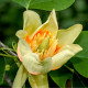 Liliovník tulipánokvětý - Liriodendron tulipifera - semena liliovníku - 10 ks