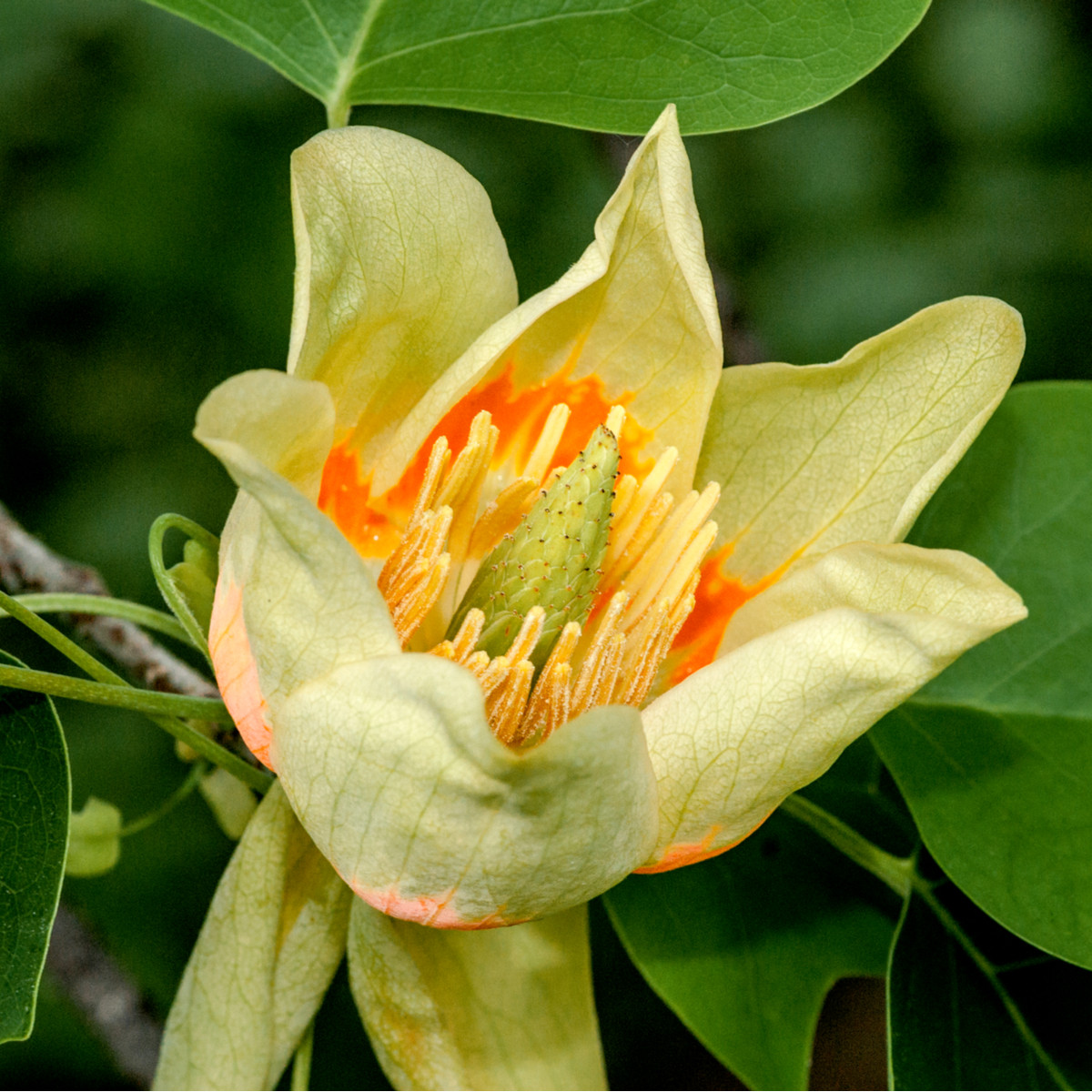 Liliovník tulipánokvětý - Liriodendron tulipifera - semena liliovníku - 10 ks