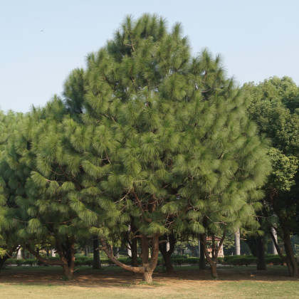 Borovice yunnan - Pinus yunnanensis - semena borovice - 5 ks