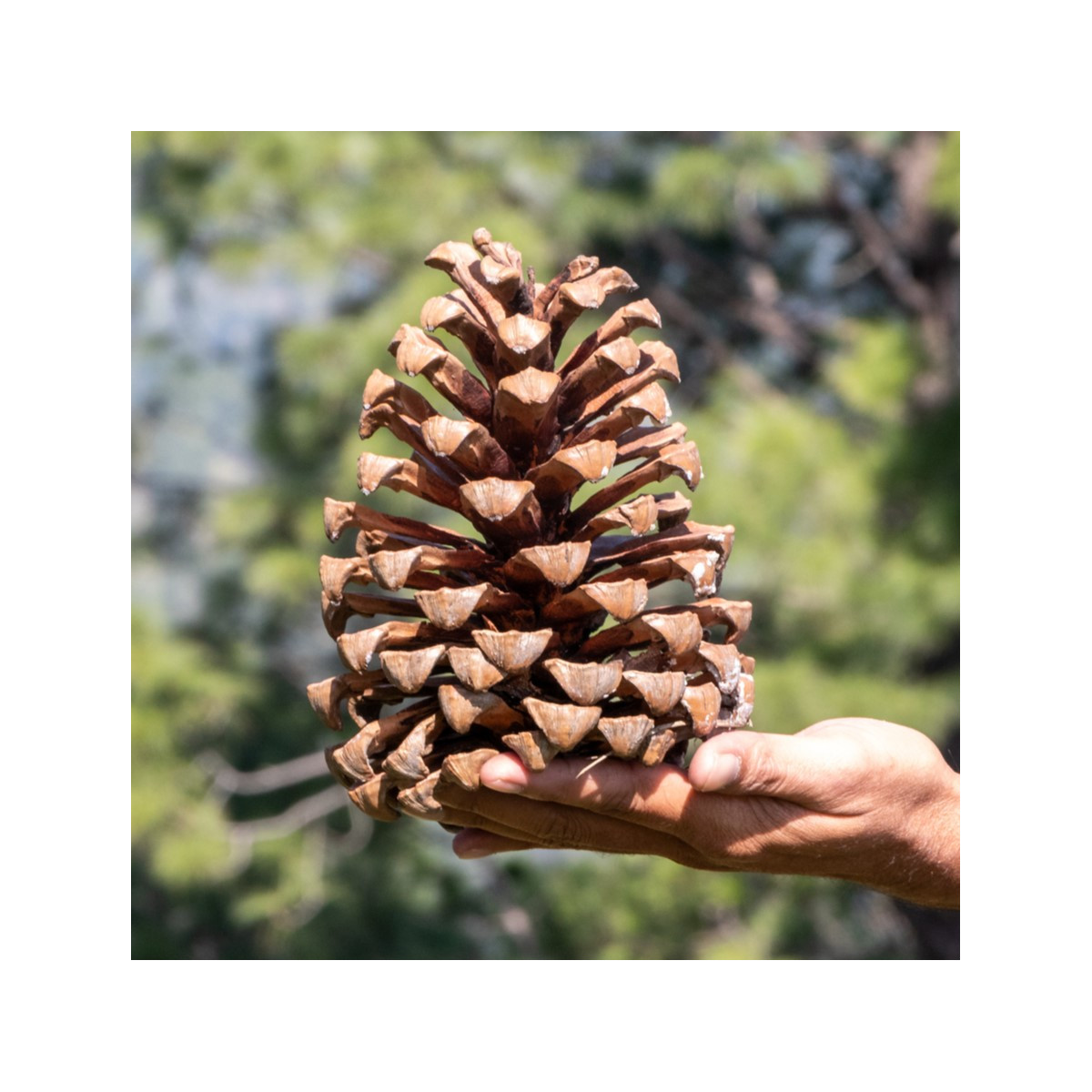 Borovice gerardiana - Pinus gerardiana - semena borovice - 5 ks