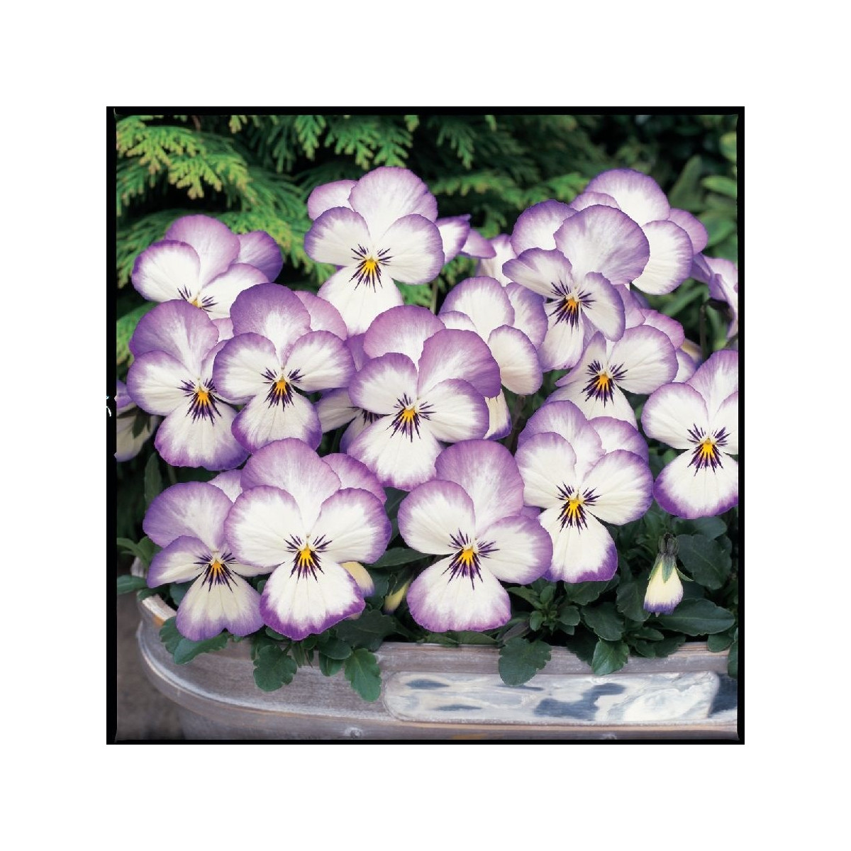 Violka rohatá Sorbet xp Rose - Viola cornuta - semena violky - 20 ks