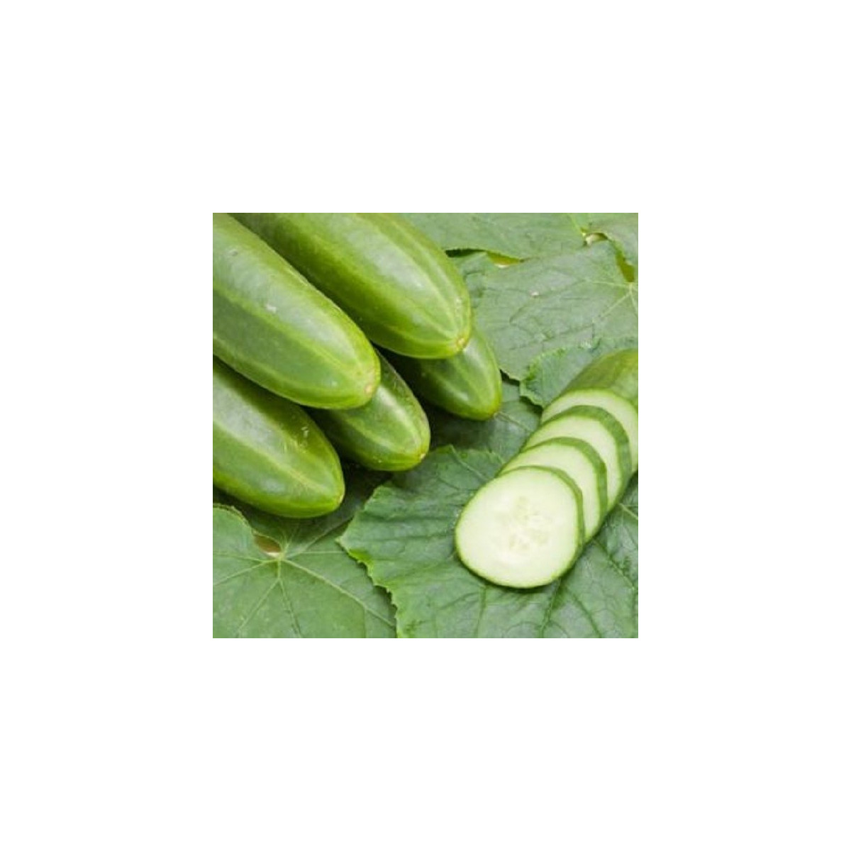 BIO Okurka salátová Persika - Cucumis sativus - bio semena okurky - 10 ks