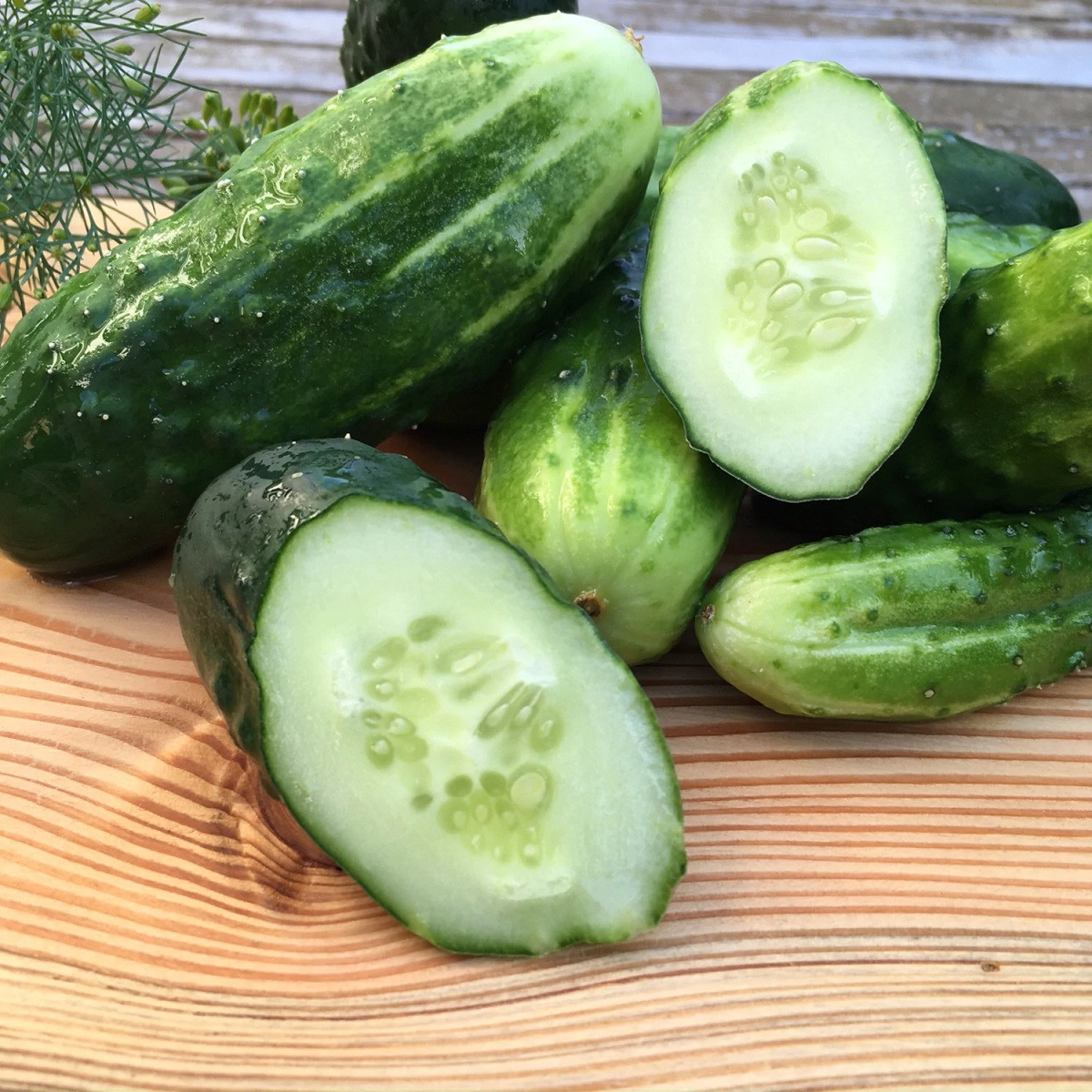 BIO Okurka Liefje - Cucumis sativus - bio semena okurky - 10 ks
