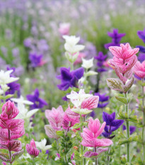 BIO Šalvěj zahradní - Salvia viridis - bio semena šalvěje - 30 ks