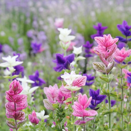 BIO Šalvěj zahradní - Salvia viridis - bio semena šalvěje - 30 ks
