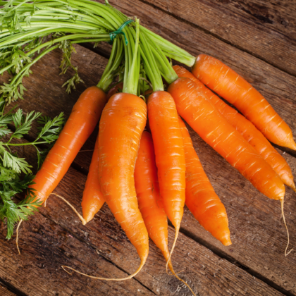 BIO Mrkev Robila - Daucus carota - bio semena mrkve - 200 ks