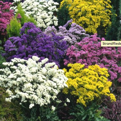 Limonka chobotnatá směs - Limonium sinuatum mix - semena limonky - 80 ks