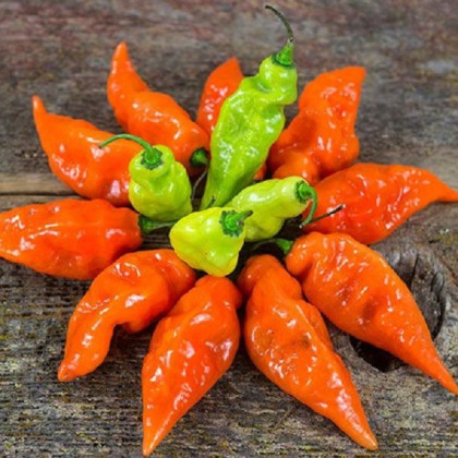 Paprika Habanada - Capsicum Chinense - semena papriky - 10 ks