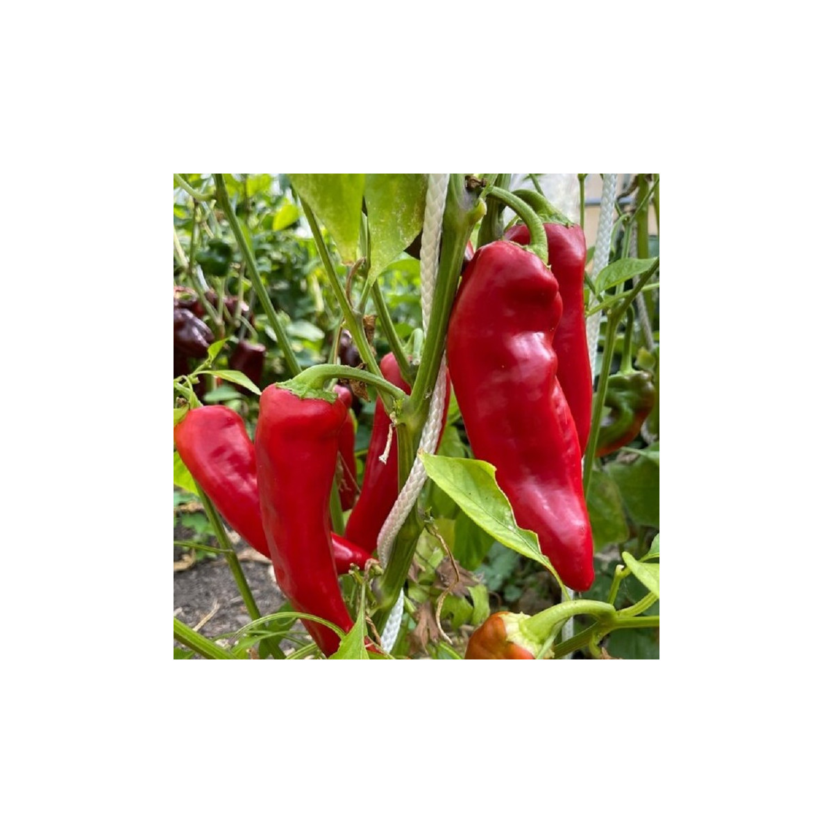 Paprika Marconi Red - Capsicum Annuum - semena papriky - 10 ks