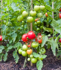 Rajče Ailsa Craig - Solanum lycopersicum - semena rajčete - 8ks